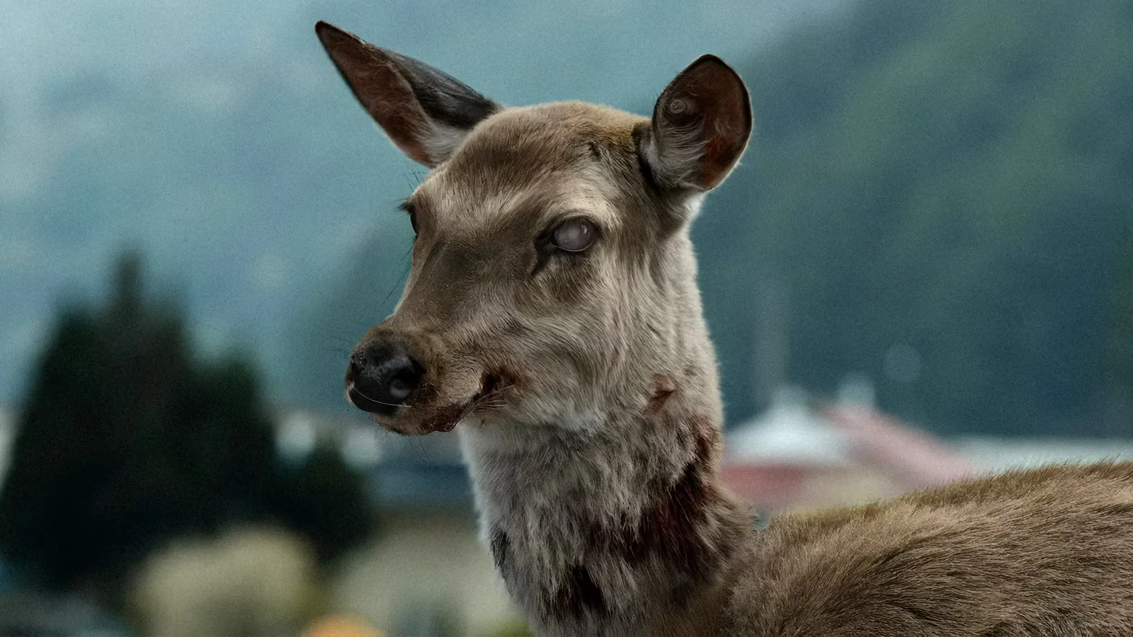 Near-Perfect Zombie Classic Officially Rises From the Dead on Streaming