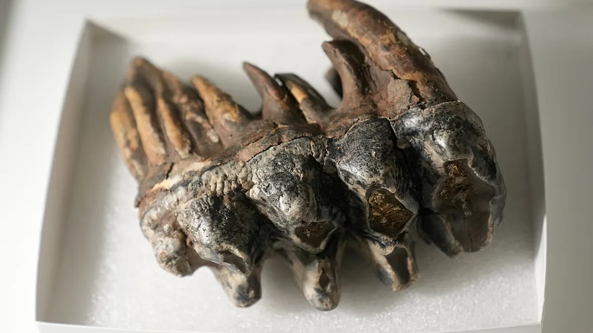 A fossilised tooth from a Pacific mastodon is displayed at Stanford University in Palo Alto, California.