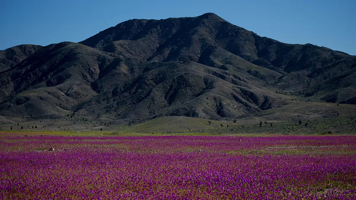 ARCHIVE: Flowers cover the Atacama Desert near Copiapó, Chile, Tuesday, 4 October 2022.
