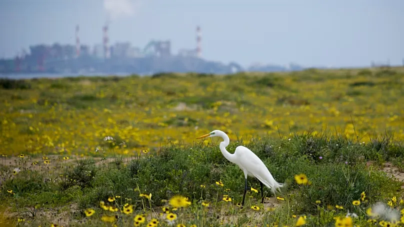 FILE: A heron stands near flowers in bloom in the Atacama Desert, near Copiapó, Chile, Tuesday 4 October 2022.