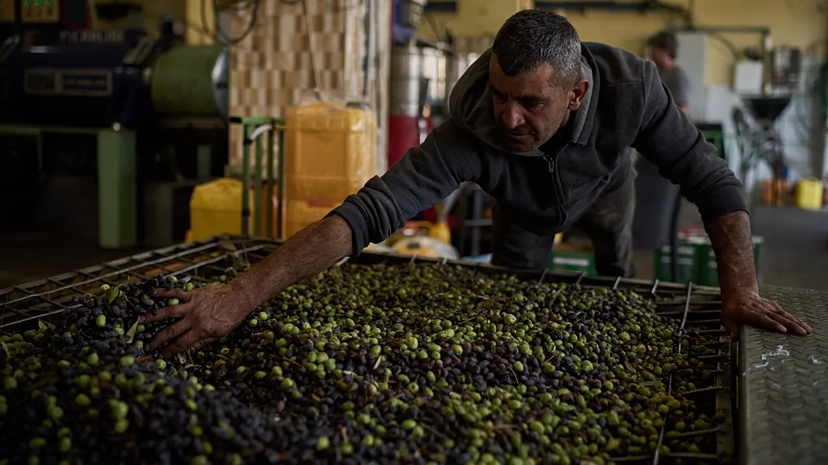 A Palestinian worker spreads olives into a processing machine at an olive oil factory in the West Bank town of Turmus Ayya, Thursday 22 Oct. 2026.