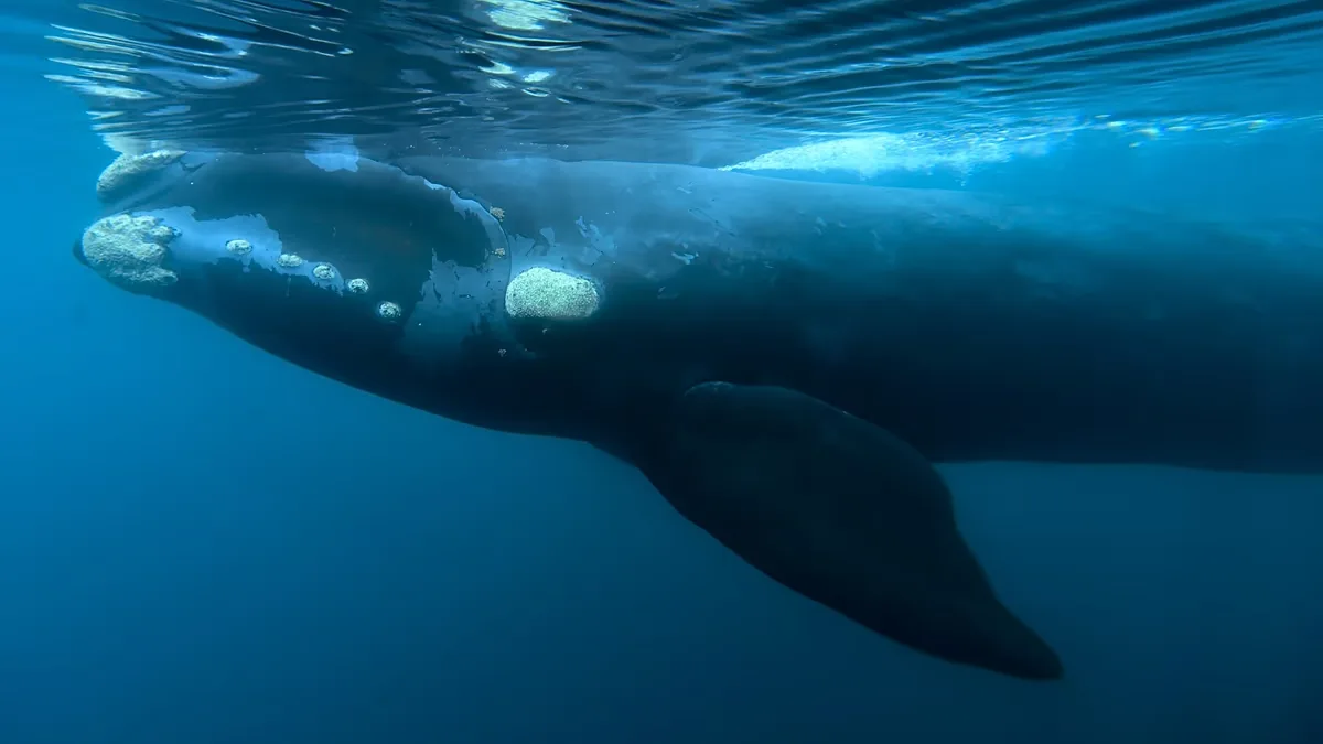 FILE - In this 11 October 2017 file photo, a southern right whale moves through the waters off El Doradillo beach in Argentine Patagonia.