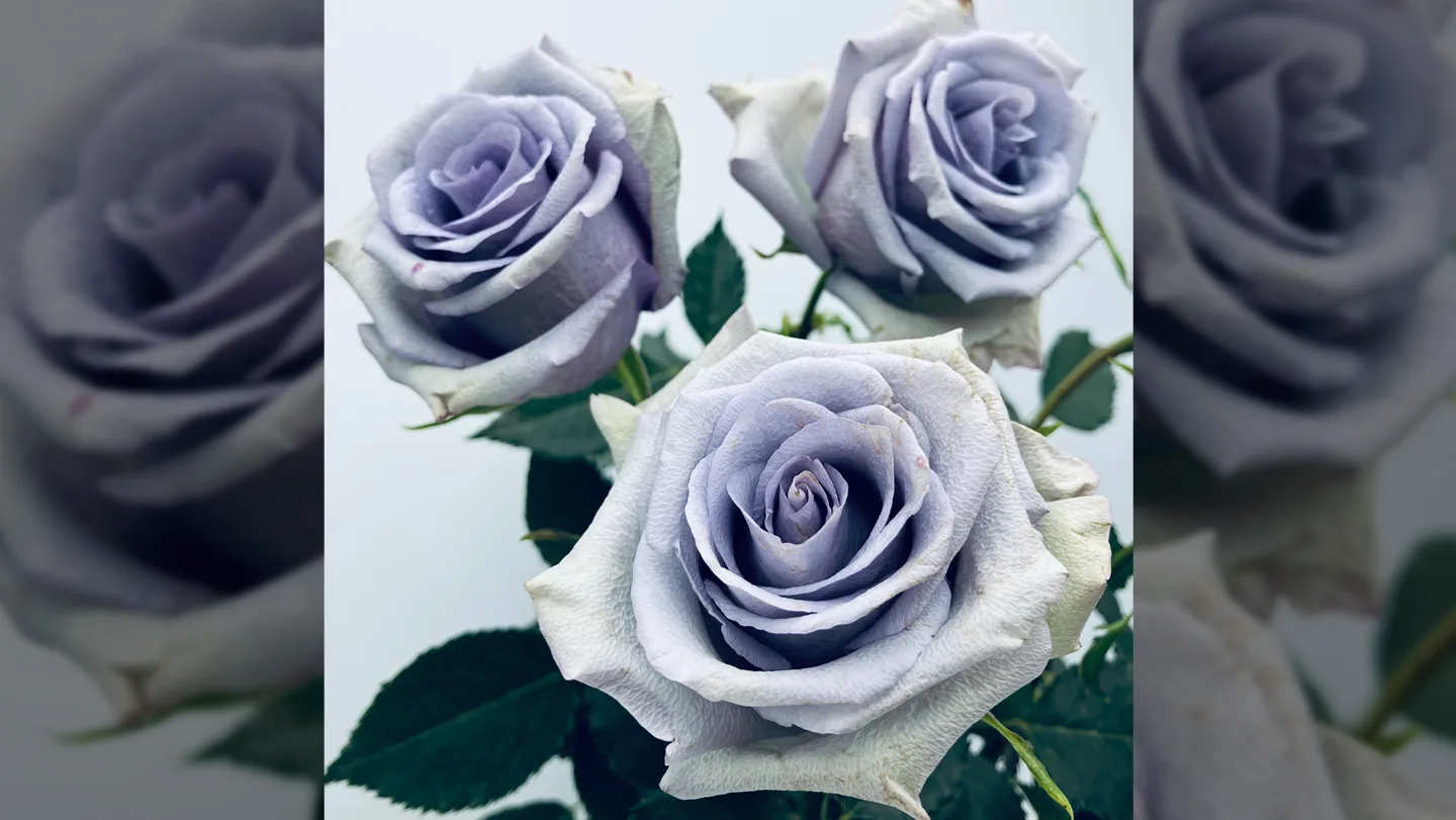 Three full-blown roses that are a light, violet-blue in color.