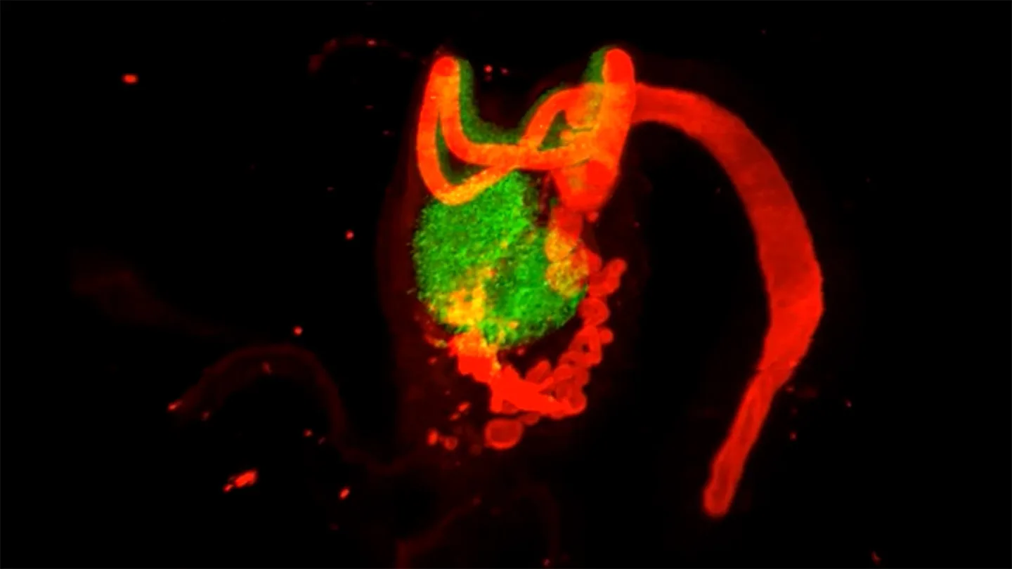 This image shows an ovary in green with a horseshoe-like tube in red curving around it.