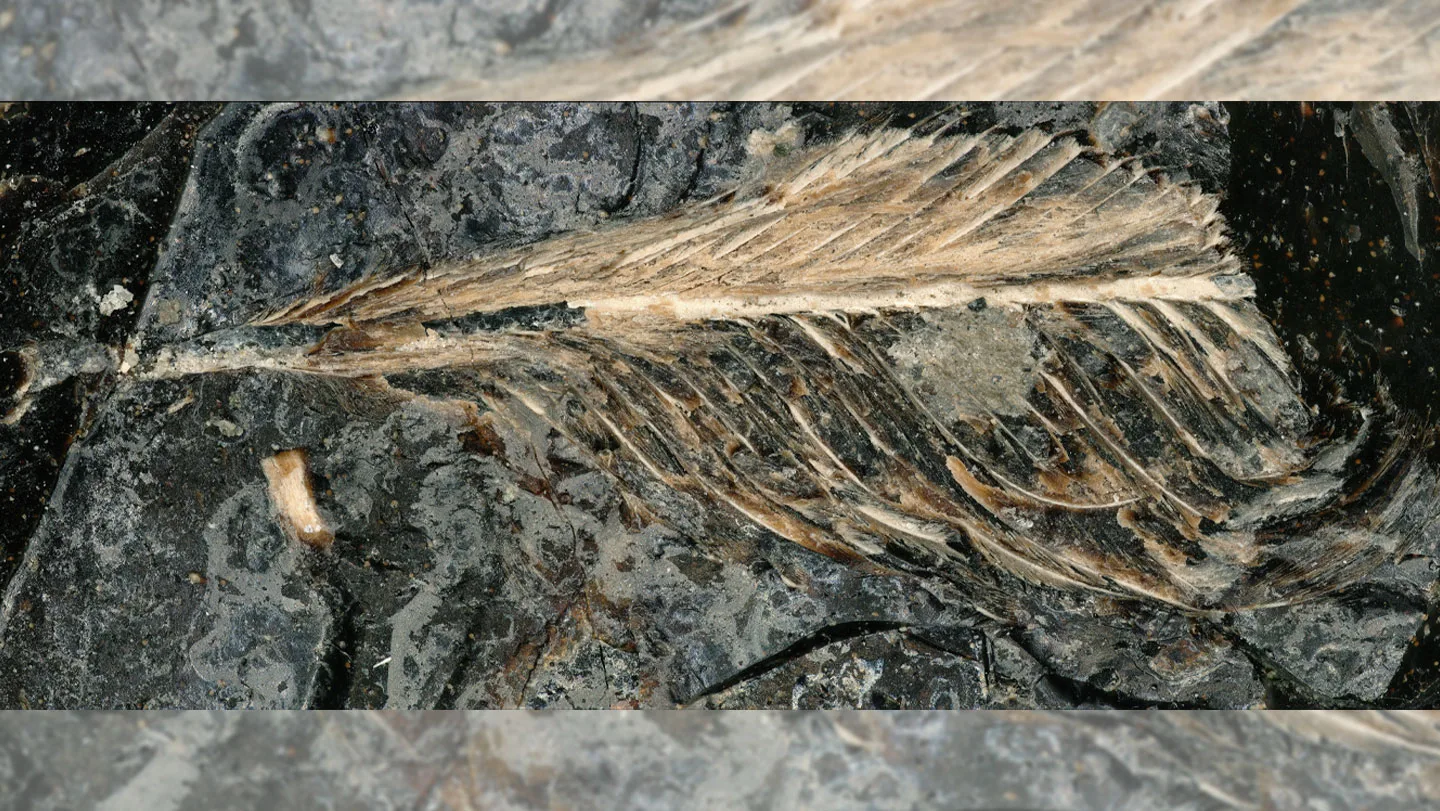 Magnified photo of a fossilized feather against a grey, rock-like background.