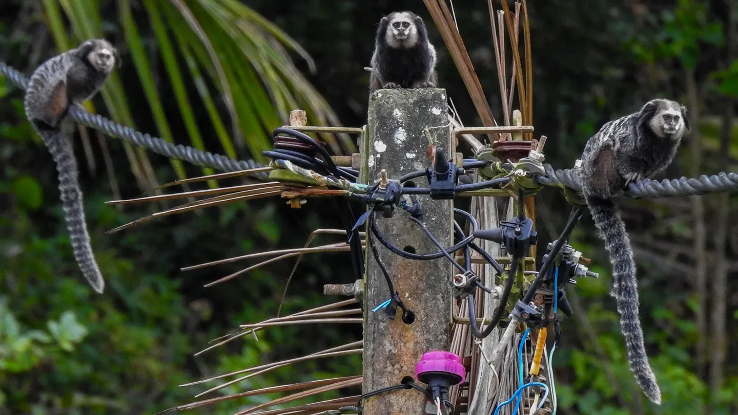 Three small gray monkeys with long striped tails sit in a row on a power line with lots of cords attached to a wooden pole. In the background is a forested area.