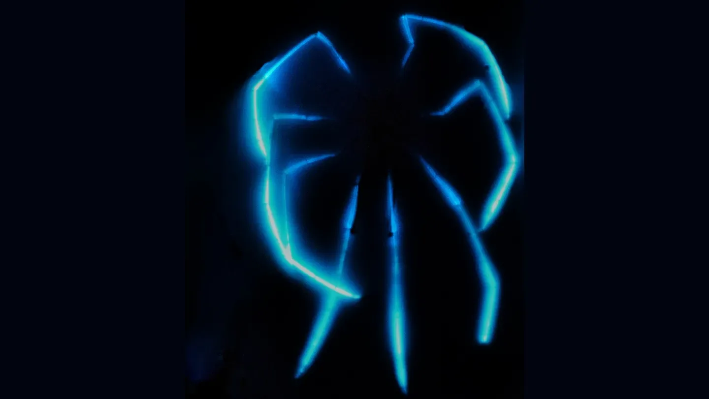 Eight long sea spider legs glow blue in the dark.