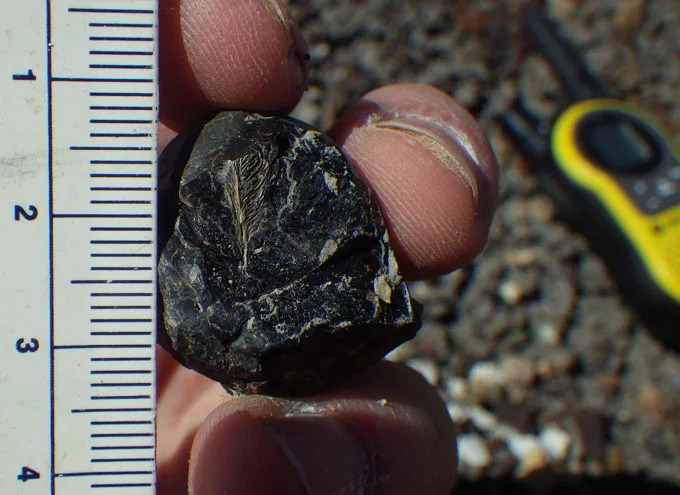 A fossilized feather held next to a ruler in a person's hand.