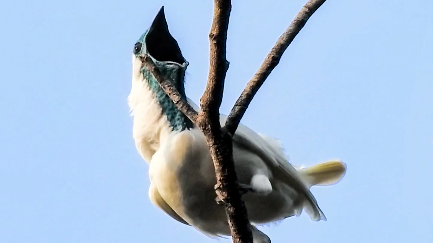 A white bird with a teal-blue throat and beak perches on branch with it's beak wide open, screaming